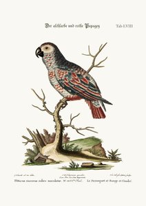 Le perroquet gris et rouge